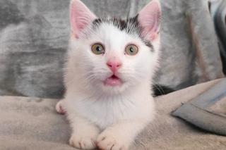 Chcesz mieć kota? Pomyśl o adopcji! Te piękne kociaki czekają na swój dom [ZDJĘCIA]