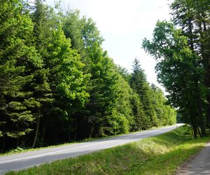 Puszcza Jodłowa i Góry Świętokrzyskie