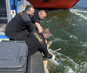 Młody jelonek wpadł do kanału portowego w Gdańsku. Uratowała go załoga Pioruna
