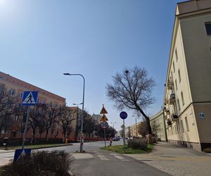 Historia wśród drzew! Tak żyje się na osiedlu Leśnym w Bydgoszczy