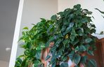 Epipremnum