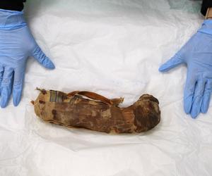 Przebadano mumię kota ze starożytnego Egiptu! To początek ambitnego projektu badawczego