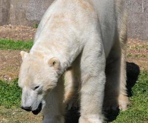 Niedźwiedzie polarne z Warszawskiego ZOO