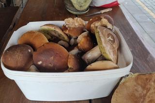 Grzyby pani Agnieszki