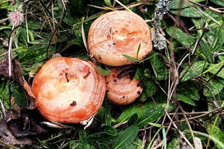 Rydze znalezione na Kaszubach. zdjęcia z grupy bory tucholskie.  Łukasz Węgrzyn