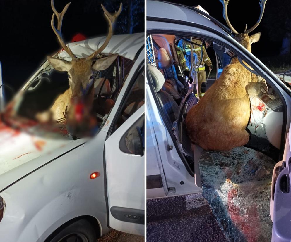Nowy Szelków: Potrącony jeleń wskoczył do samochodu. Fatalny finał wypadku na DK61