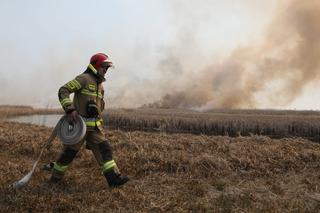 Pożar Biebrzańskiego Parku Narodowego. Ekolodzy: Jeżeli zapali się gleba torfowa, pożar może trwać miesiącami