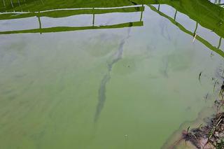 Katastrofa ekologiczna pomiędzy Piłą a Zelgniewem! Woda w jeziorze Wapieńskim skażona