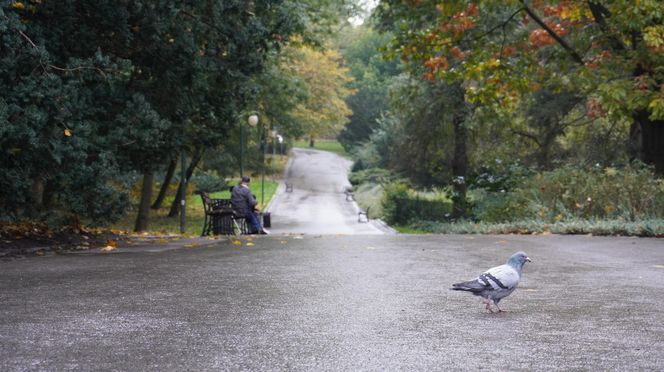 Ogród Saski w Lublinie w jesiennej odsłonie