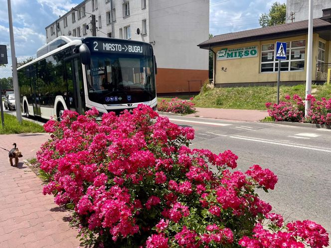 Starachowice. To najbardziej ukwiecone miasto świętokrzyskiego