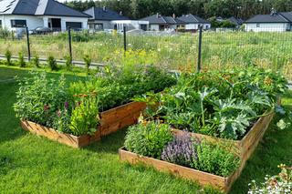Podwyższone grządki - świetny sposób na uprawę warzyw w ogrodzie