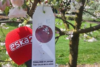 Kwitnące wiśnie i magnolie w Ogrodzie Botanicznym w Powsinie