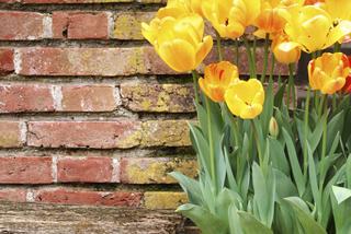 tulipany-w-donicach