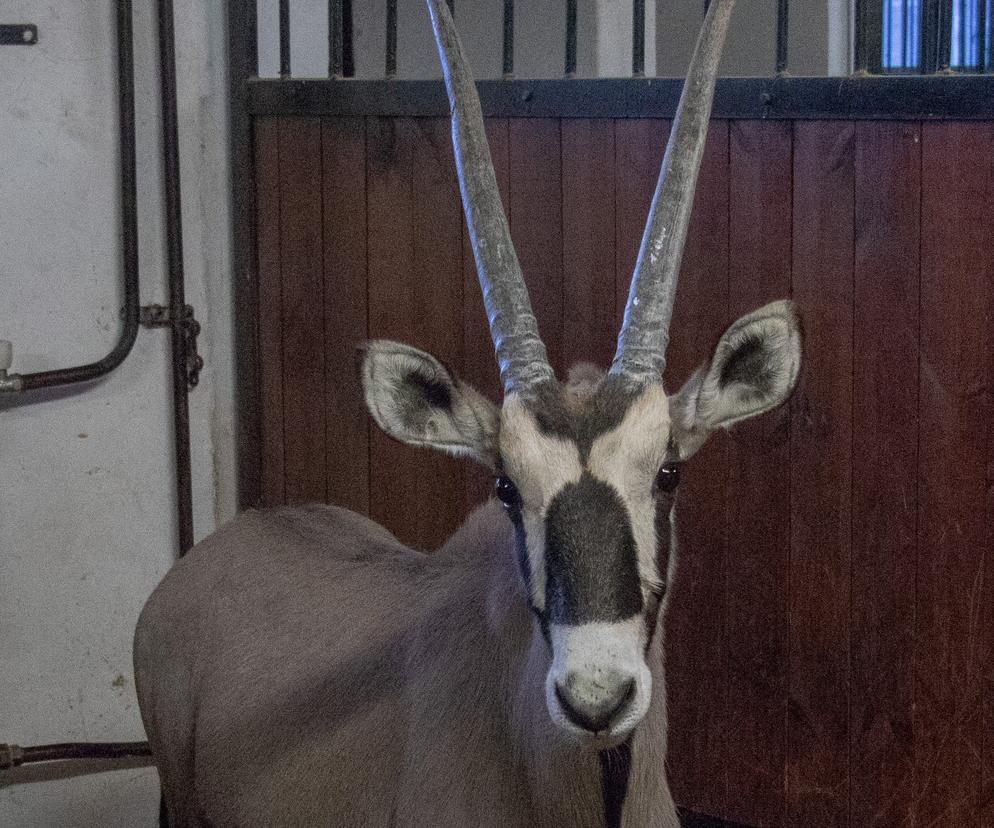 Nowi mieszkańcy w Śląskim ZOO. To oryksy południowe