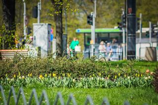 Warszawa utonęła w kolorowych tulipanach