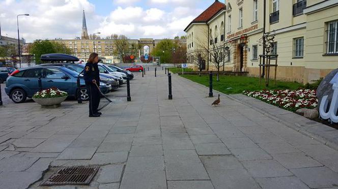 Małe kaczuszki wpadły do studzienki