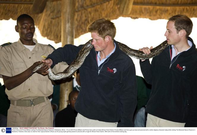 William i Harry bawią się wężem