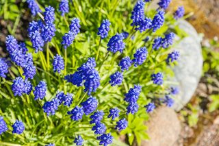 Szafirki kwitną wiosną! Jak uprawiać szafirki w ogrodzie? Jakie gatunki szafirków są najlepsze do ogrodu?