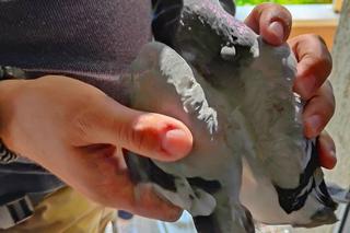 Bestialstwo to zbyt delikatne określenie. Ktoś obciął gołębiowi skrzydło i ogon