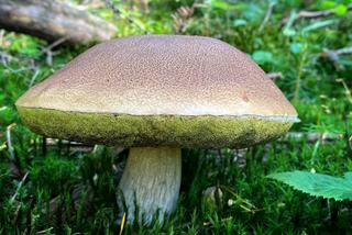 Lubelscy grzybiarze chwalą się swoimi zbiorami. Przepowiadają, że wysyp dopiero przed nami. Zobaczcie zdjęcia!