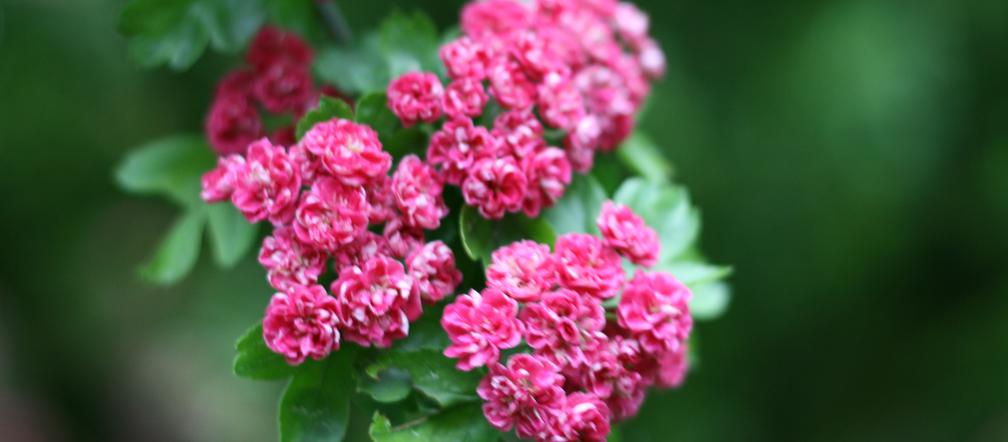 Głóg pośredni 'Paul's Scarlet' 