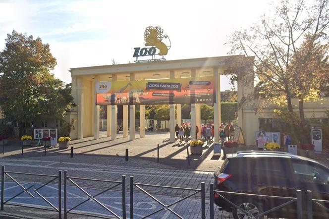 Dyrektorka wrocławskiego zoo zawiadomiła prokuraturę. „Stałam się celem ataków” 