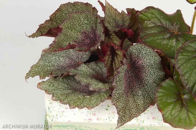 Begonia królewska