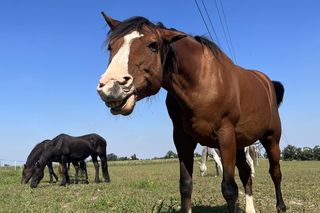 Nastolatek z mamą ratują konie po przejściach. Dzięki akcji Siano na siano zwierzęta przetrwają zimę