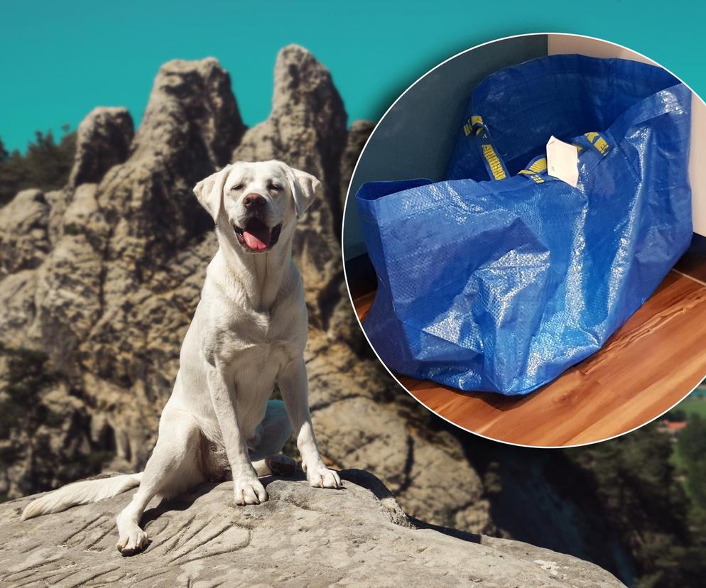 Pies w plastikowej torbie