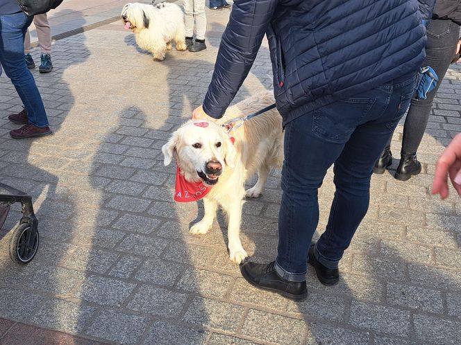 33. Finał WOŚP z grupą krakowskich Golden Retrieverów