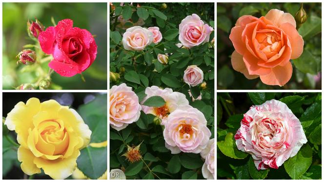 Róże w ogrodzie: odmiany
