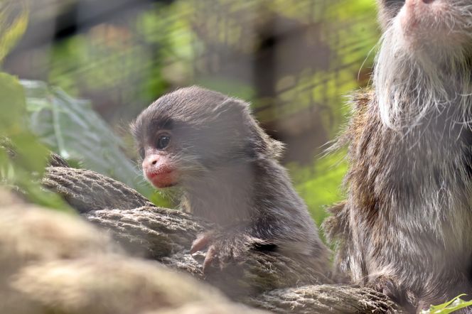 Tamaryna cesarska przyszła na świat w gdańskim zoo