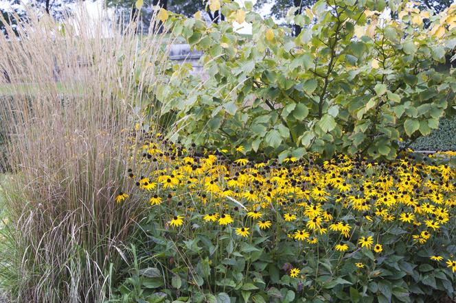 Rudbekia błyskotliwa