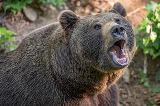Pilne! Atak niedźwiedzia w Bieszczadach