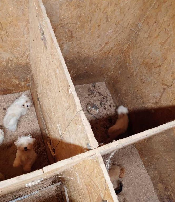 Skandal w pseudohodowli pod Krakowem! Psy żyły we własnych odchodach. Właścicielce grozi więzienie