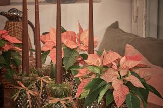 Wieniec adwentowy z poinsecjami