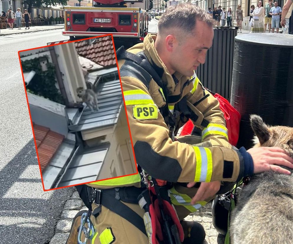 Niezwykła akcja strażaków na Nowym Świecie. Pies hasał po dachu kamienicy