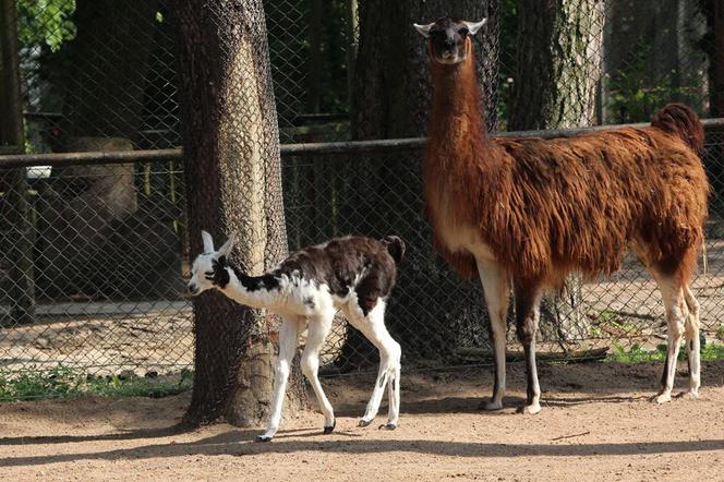 Bydgoski Ogród Zoologiczny we wtorek 31 maja powitał na świecie małą lamę