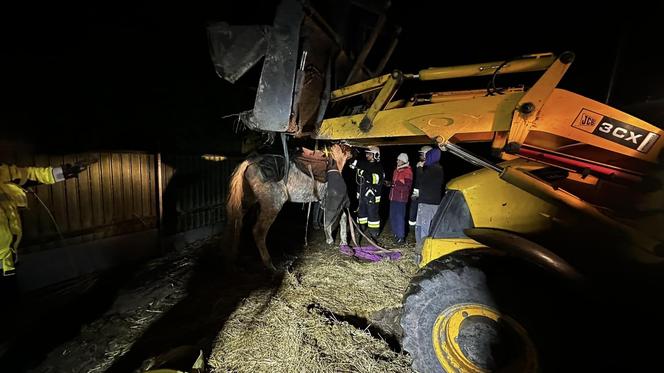 Strażacy z Solca Kujawskiego stawiali konia na nogi! Nietypowa interwencja na wagę życia