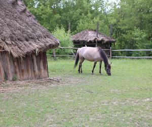 Skansen w Lublinie zachwyca w słoneczny letni dzień!