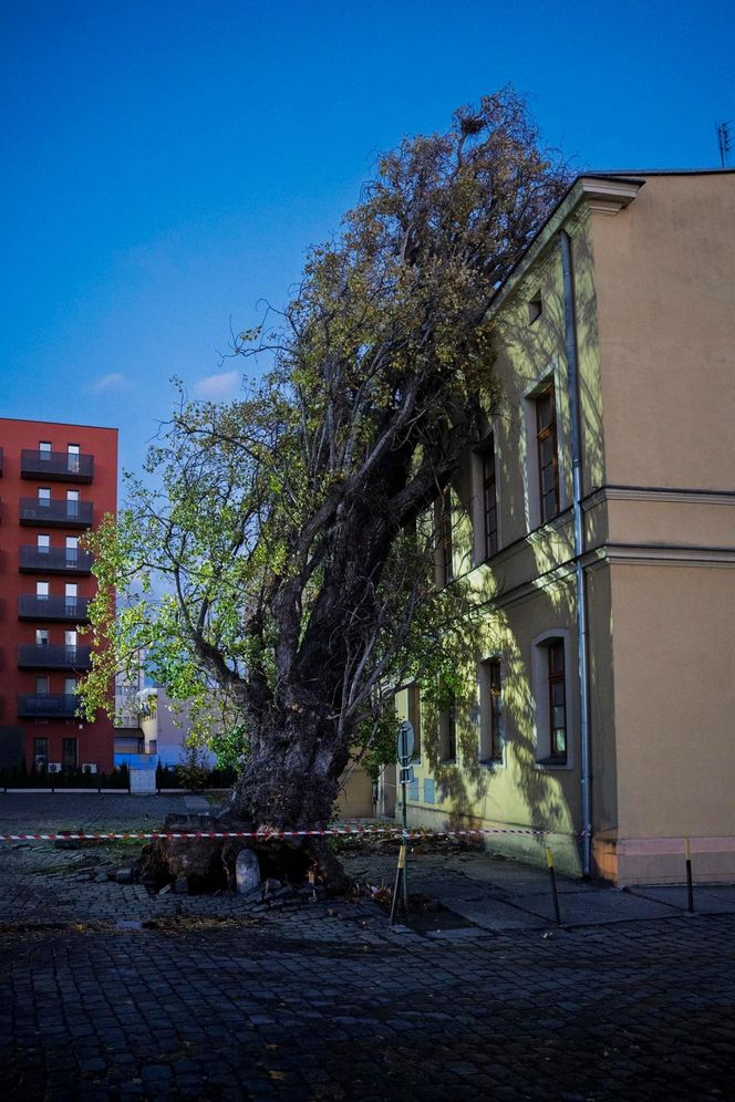 Polska pod naporem wichur! Strażacy nie mieli chwili wytchnienia