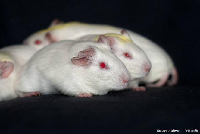 Zwierzęta laboratoryjne do adopcji