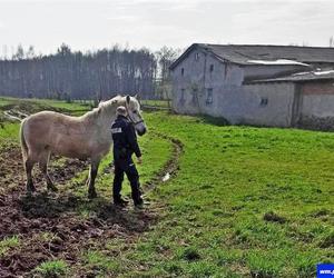 Policja interweniowała wobec konia. Zwierzę buszowało w prywatnym ogródku [ZDJĘCIA]