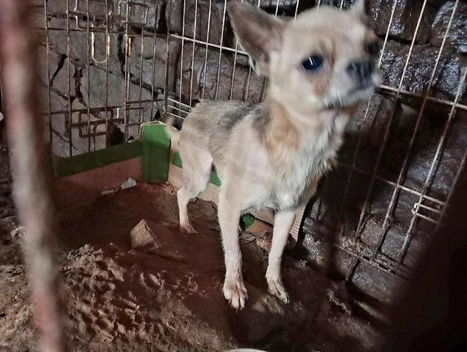 OTOZ Animals interwencja w Żywcu