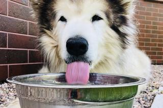 Wielichowska wyczesała psa na maksa