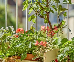 Pelargonia na balkonie
