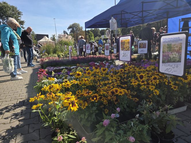 Jesienny Kiermasz Ogrodniczy w Bydgoszczy przyciągnął miłośników zieleni i smakołyków!