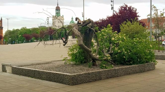 Ktoś zniszczył charakterystyczne drzewko na placu Solidarności