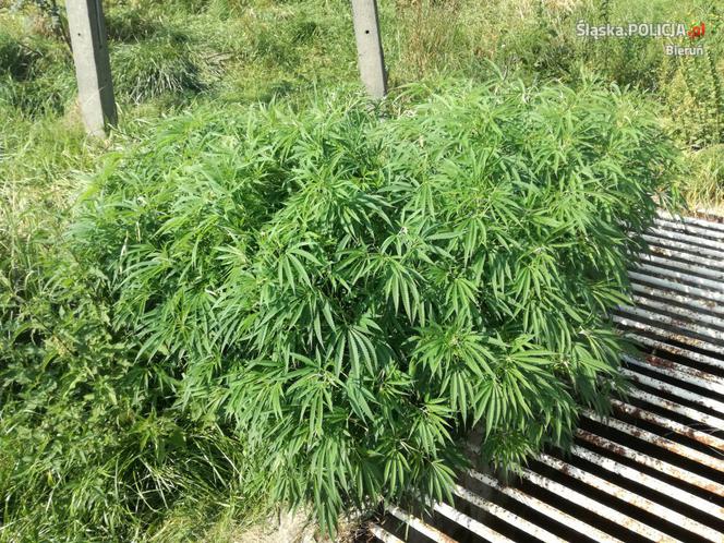Marihuana w Imielinie