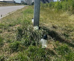 Śmiertelny wypadek pod Lublinem. 32-latek zostawił kolegę bez pomocy i uciekł [ZDJĘCIA].